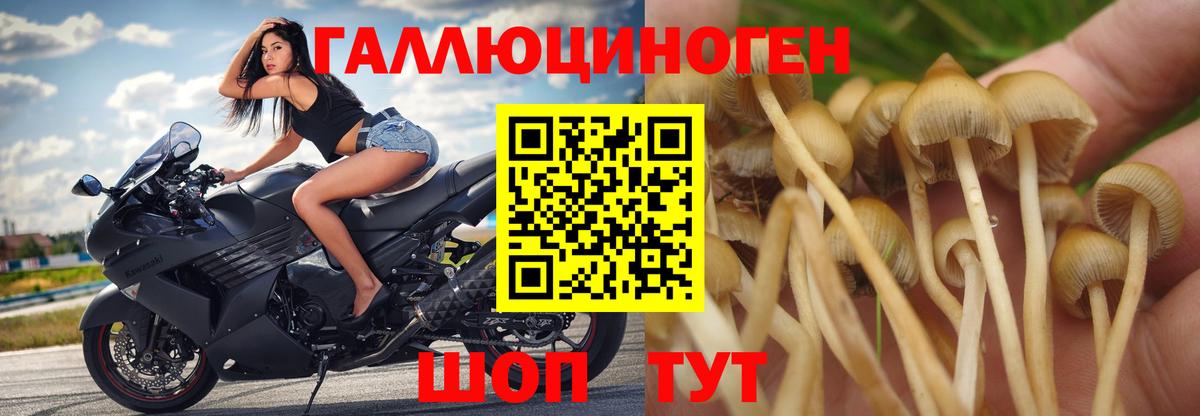 где найти наркотики  Псилоцибиновые грибы ЛСД  Вход с VPN  Благодарный 